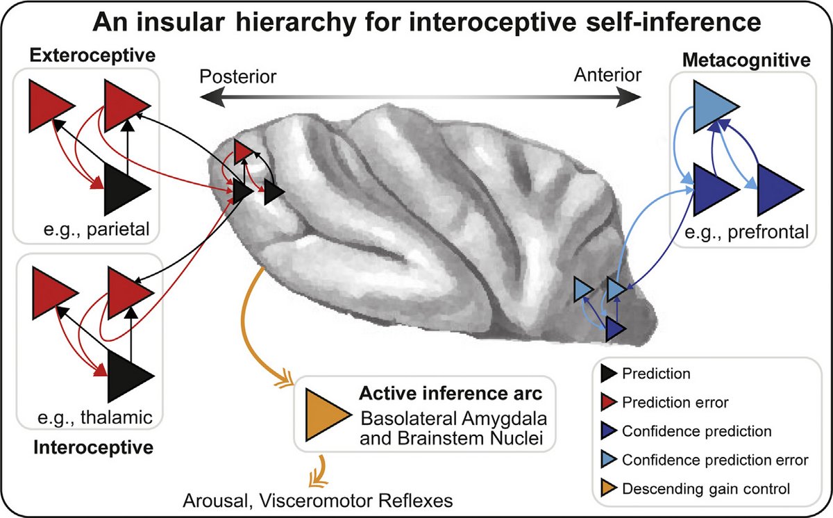 Unravelling The Neurobiology Of Interoceptive Inference