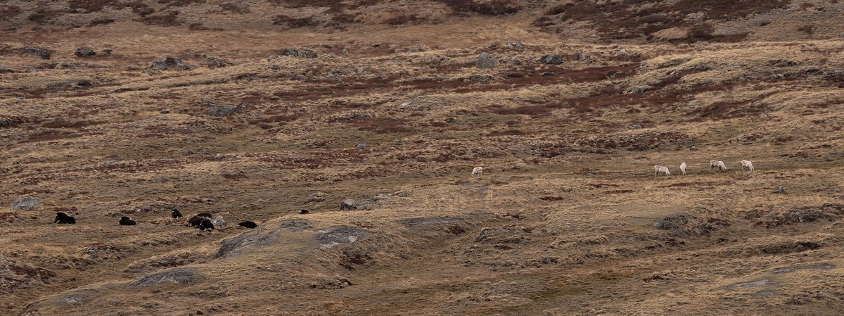 Large herbivore diversity slows sea ice–associated decline in Arctic ...